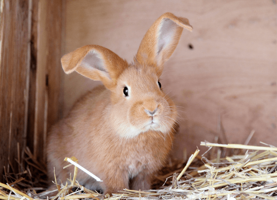 Additional Pet Services Monmouth, IL Monmouth Small Animal Hospital