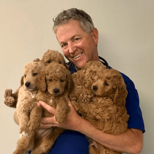 vet holding puppies