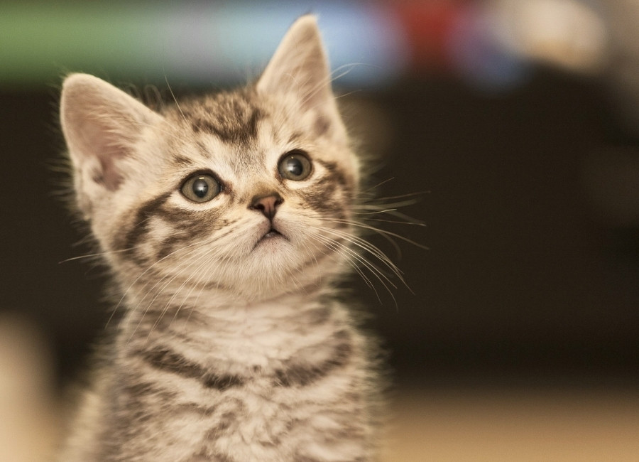  A small kitten gazes upward